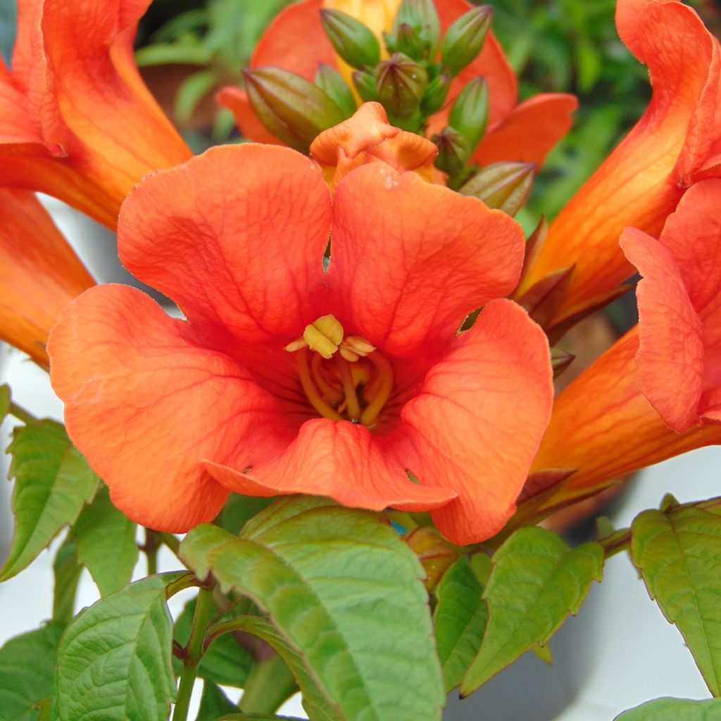 Campsis x tagliabuana Summer Jazz Fire