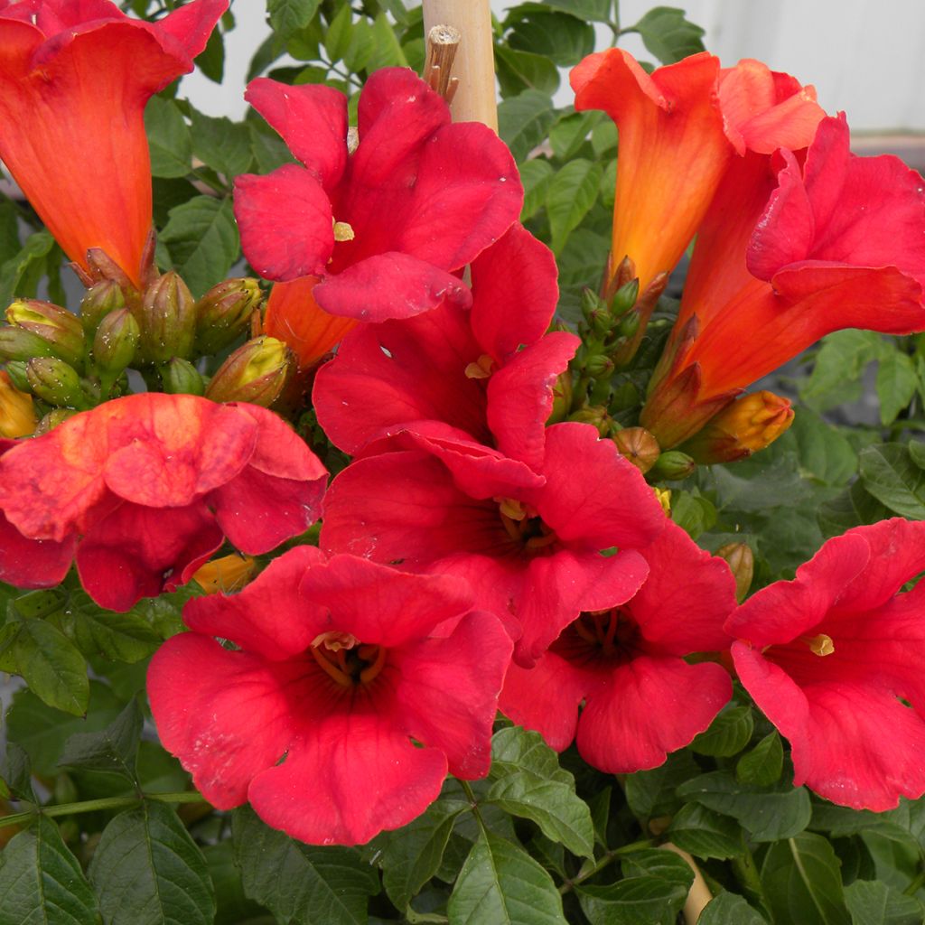 Campsis x tagliabuana Summer Jazz Fire