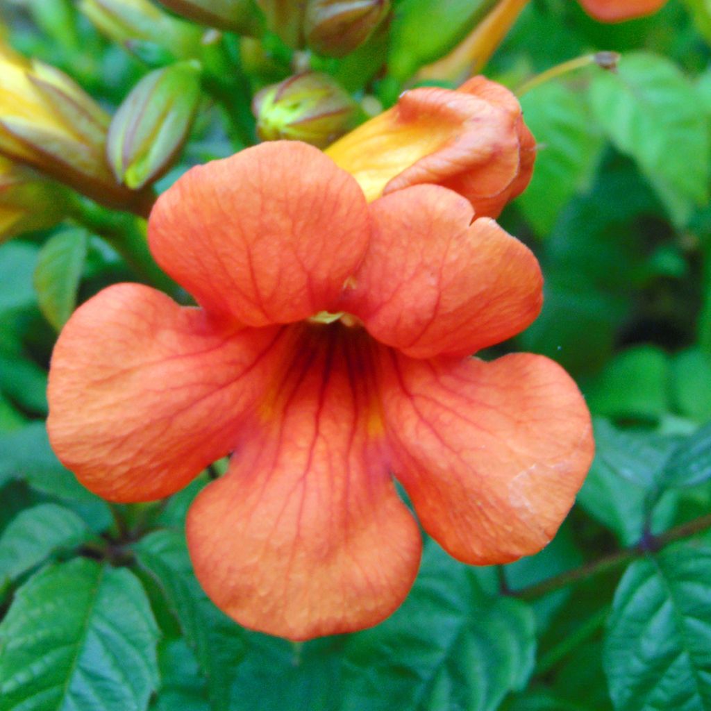 Campsis x tagliabuana Summer Jazz Fire