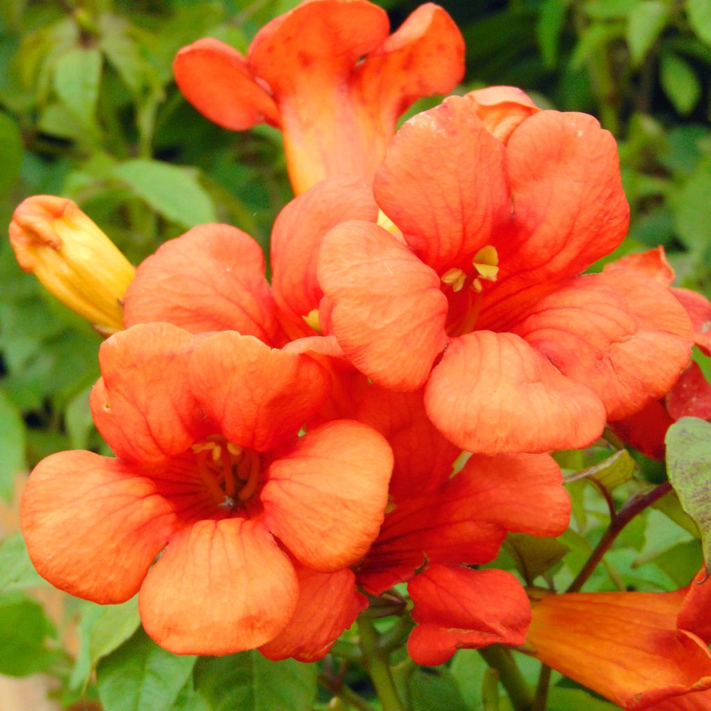 Campsis x tagliabuana Summer Jazz Fire