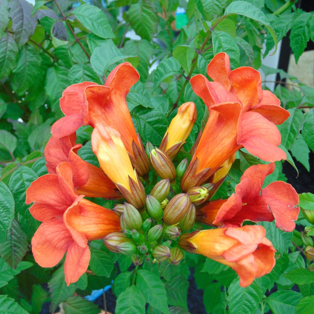 Campsis x tagliabuana Summer Jazz Fire