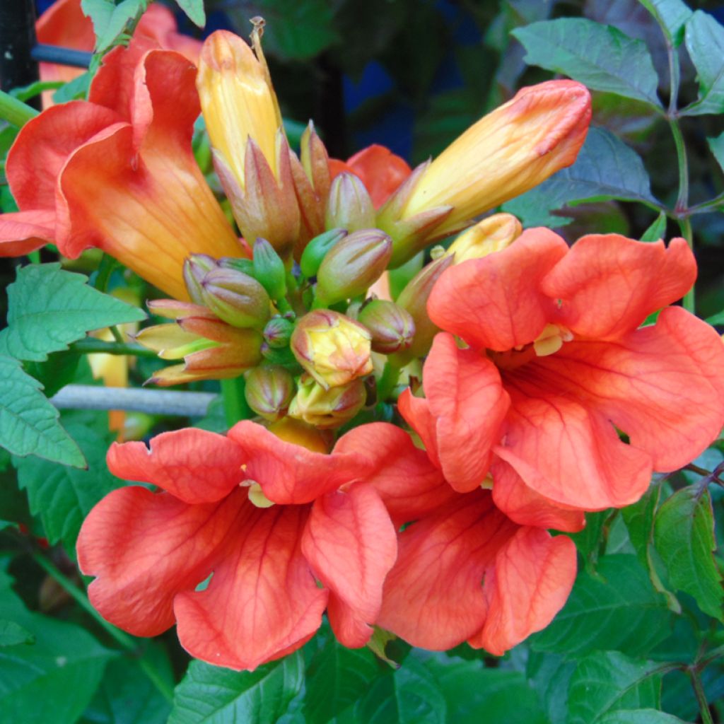 Campsis x tagliabuana Summer Jazz Fire