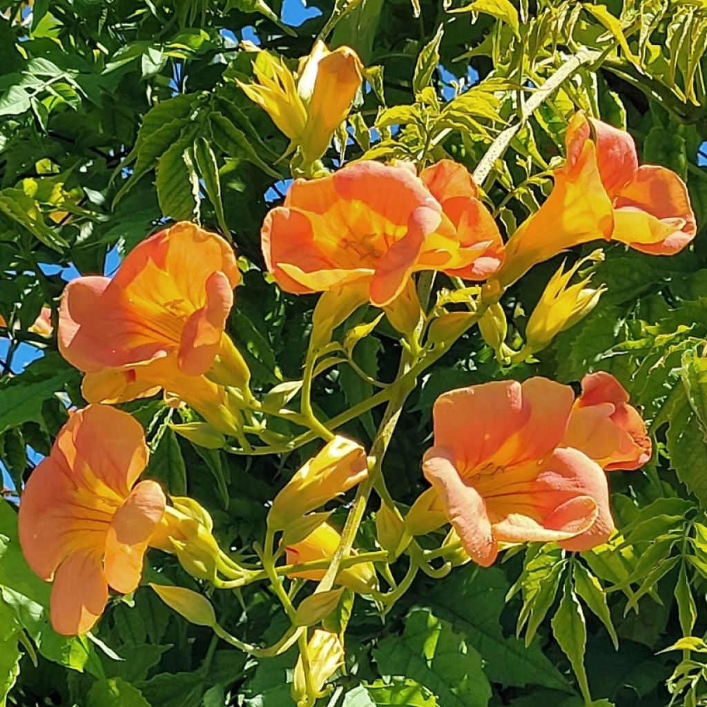 Campsis x tagliabuana Summer Jazz Gold
