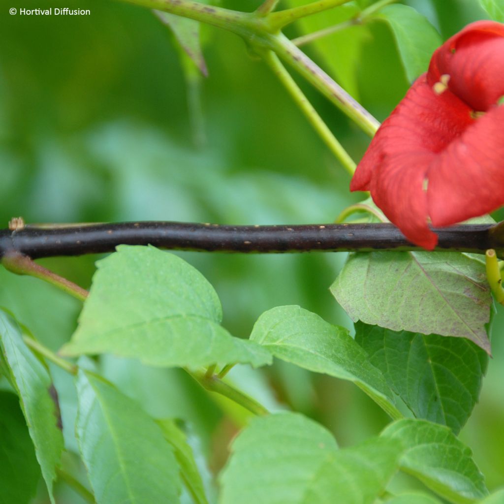 Campsis radicans x grandiflora 'Mincamroug 13' Ebony & Red® - Bignone hybride Ebony and Red