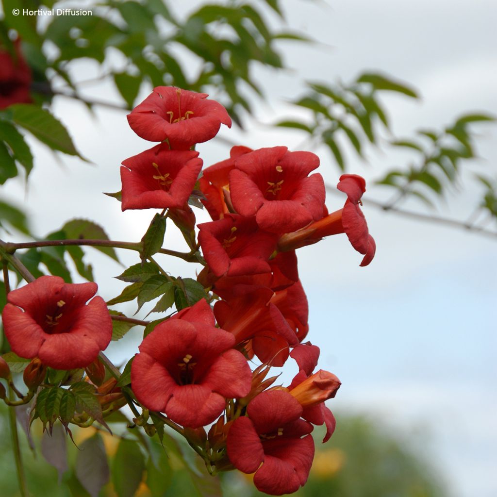 Campsis radicans x grandiflora 'Mincamroug 13' Ebony & Red® - Bignone hybride Ebony and Red