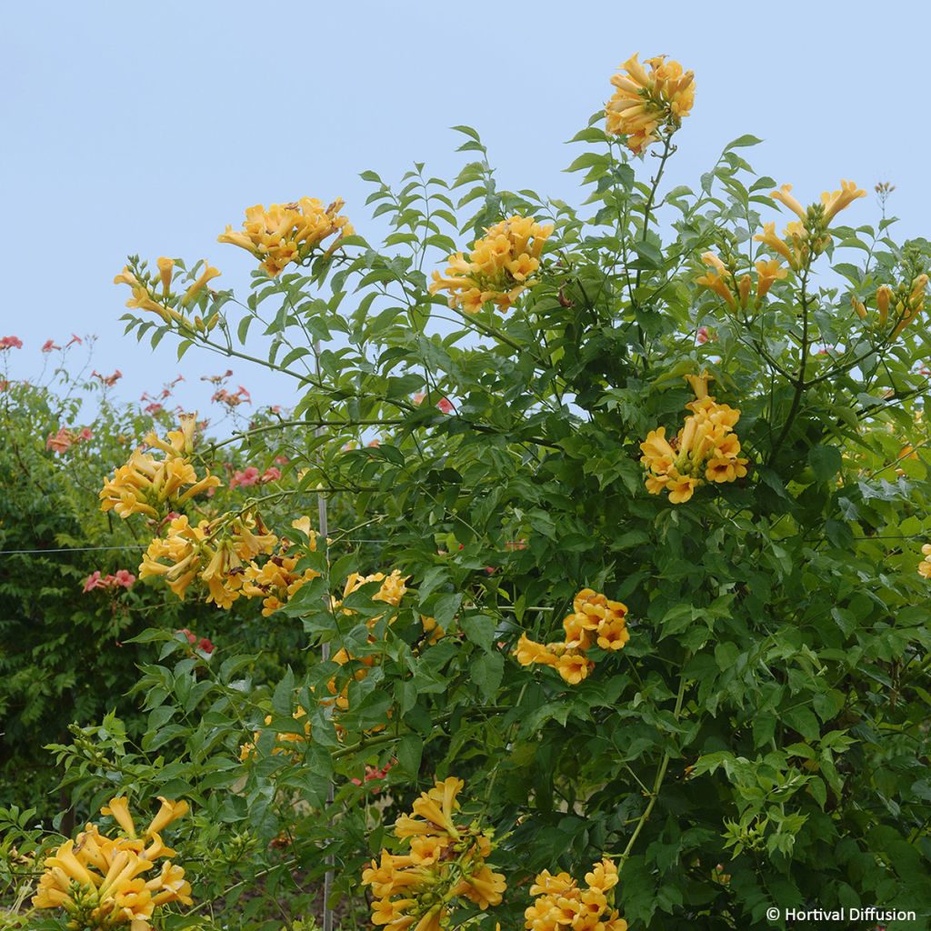 Campsis Orangeade - Trumpet Vine