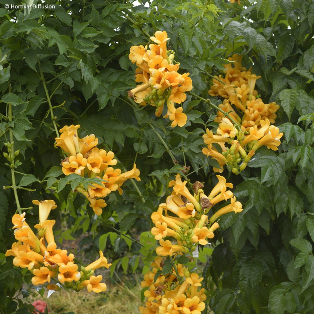 Campsis Orangeade - Trumpet Vine