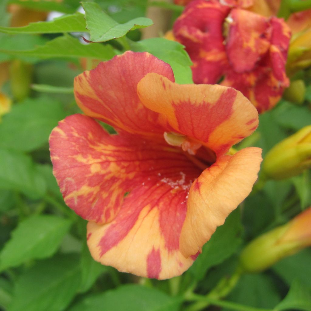 Campsis radicans x grandiflora Orangeade