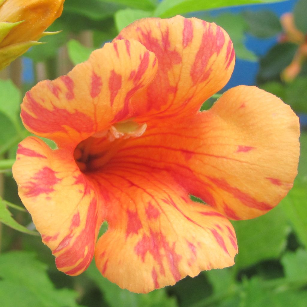 Campsis radicans x grandiflora Orangeade