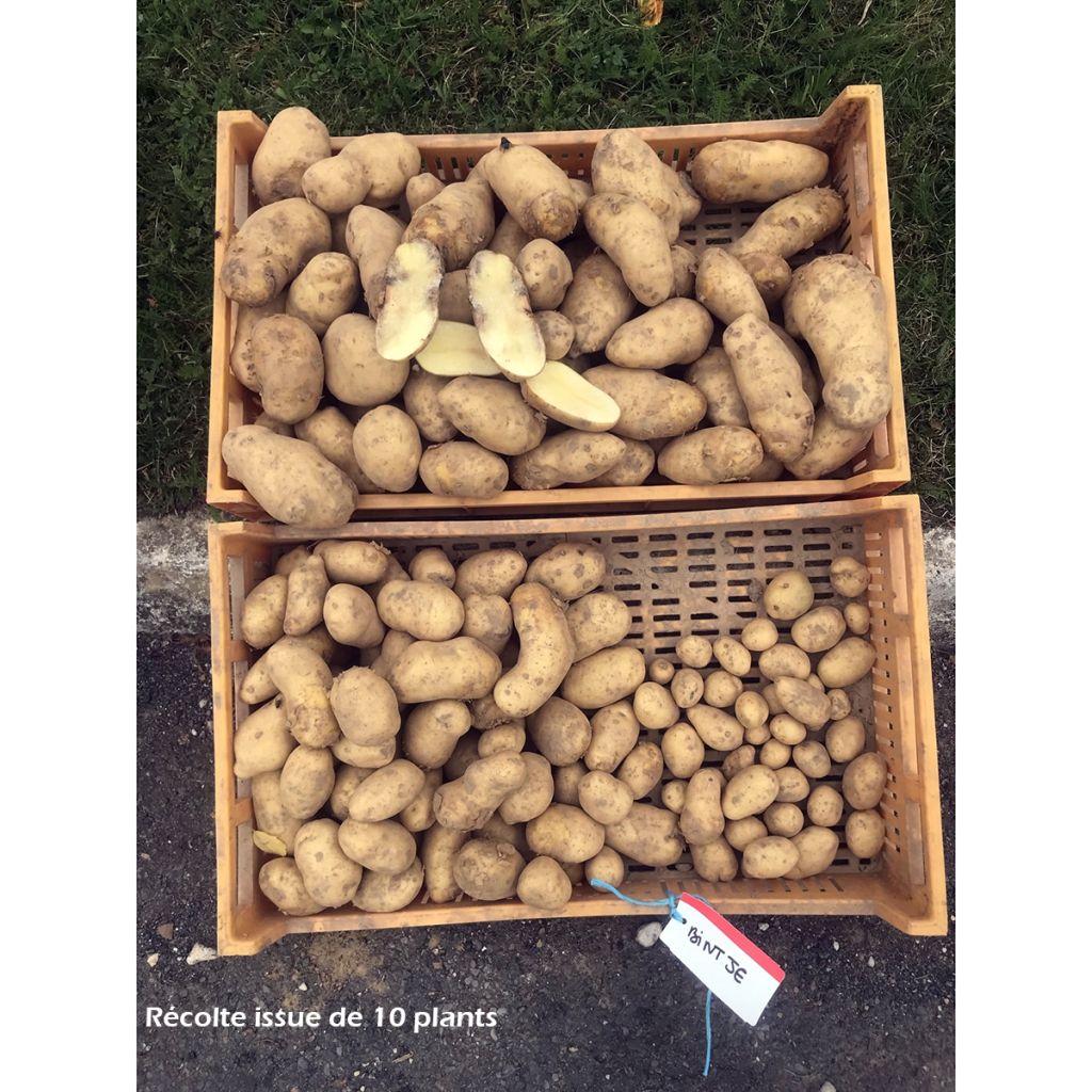 Potatoes Bintje