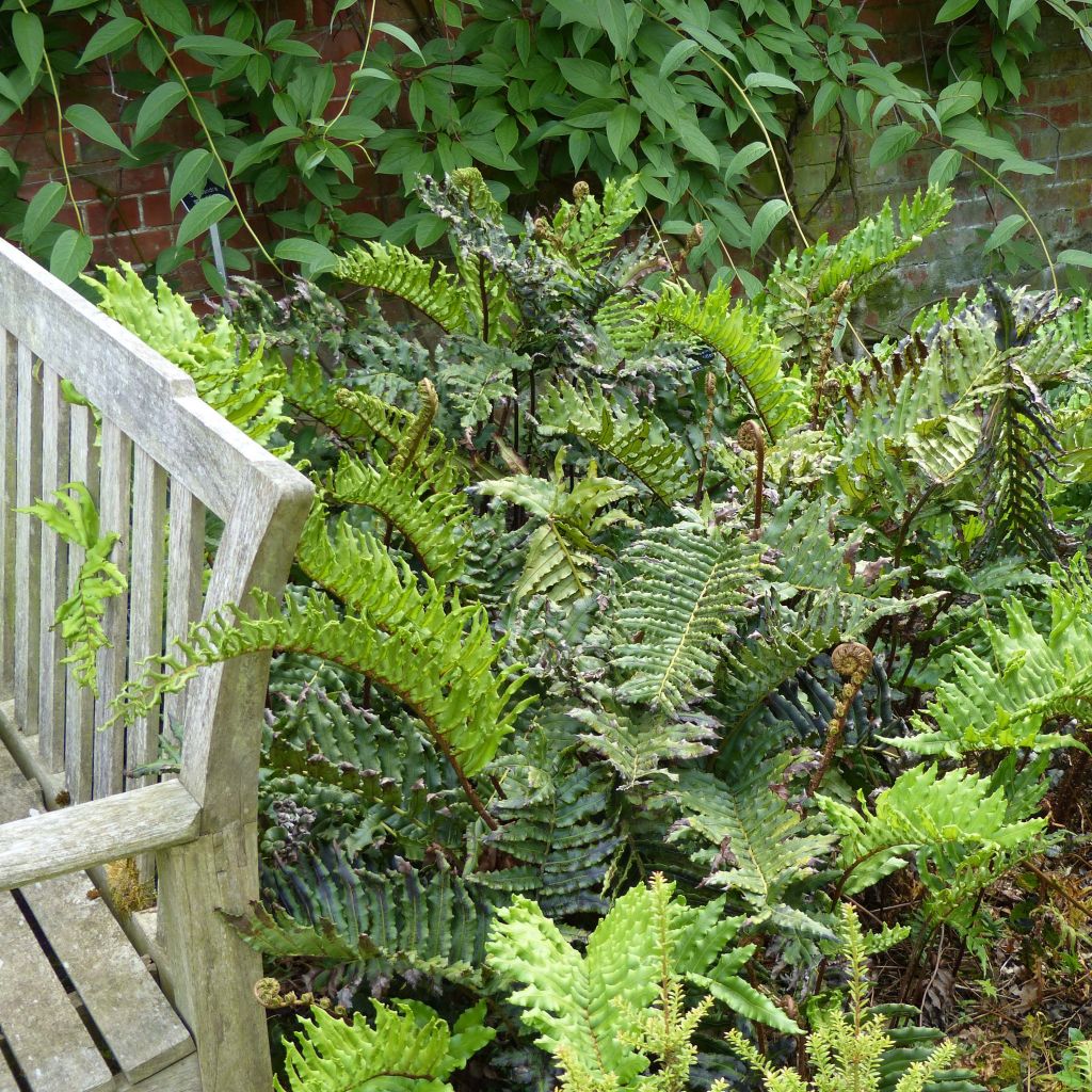Blechnum chilense - Chilean Hard Fern