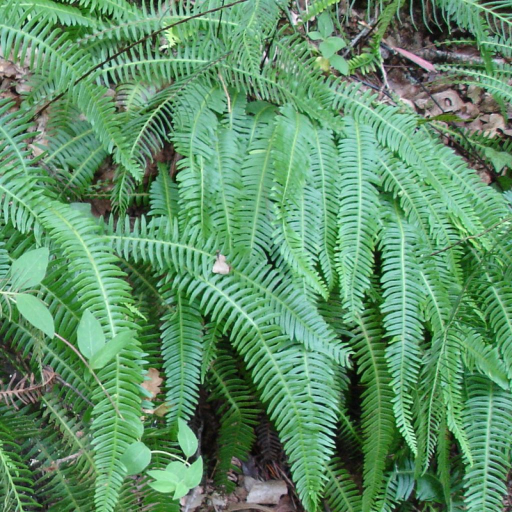 Blechnum spicant - Hard Fern
