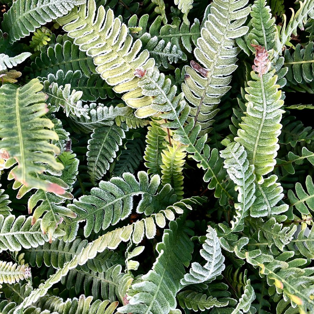 Blechnum spicant - Hard Fern