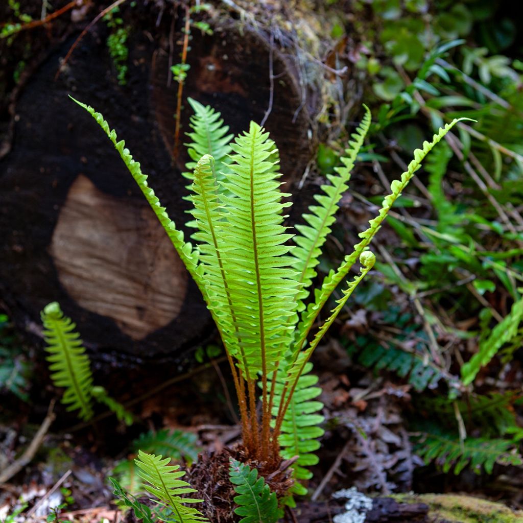 Blechnum discolor - Crown fern