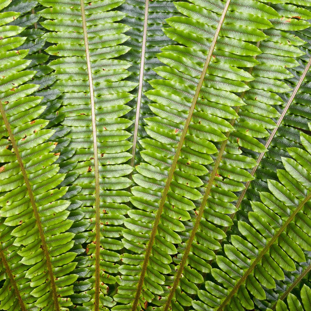 Blechnum discolor - Crown fern