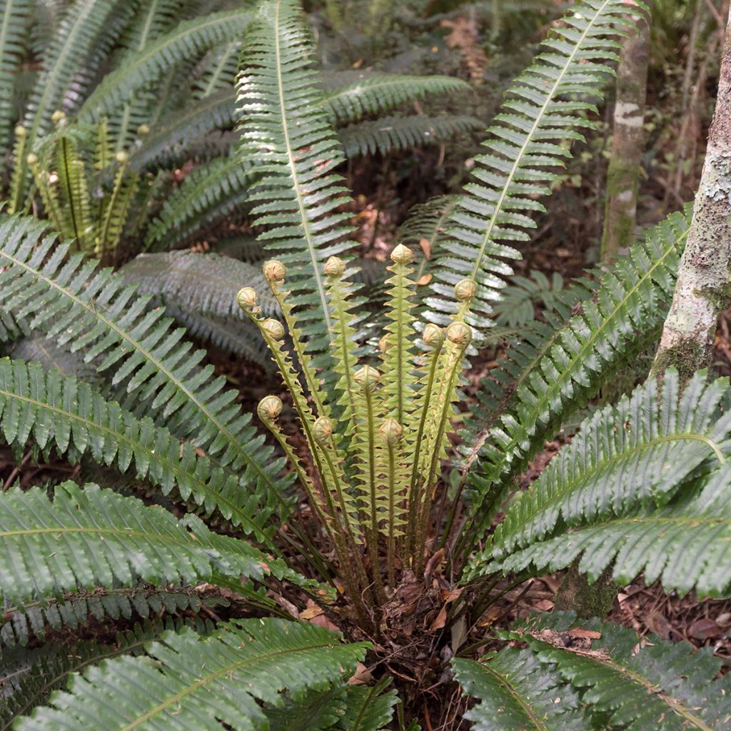 Blechnum discolor - Crown fern