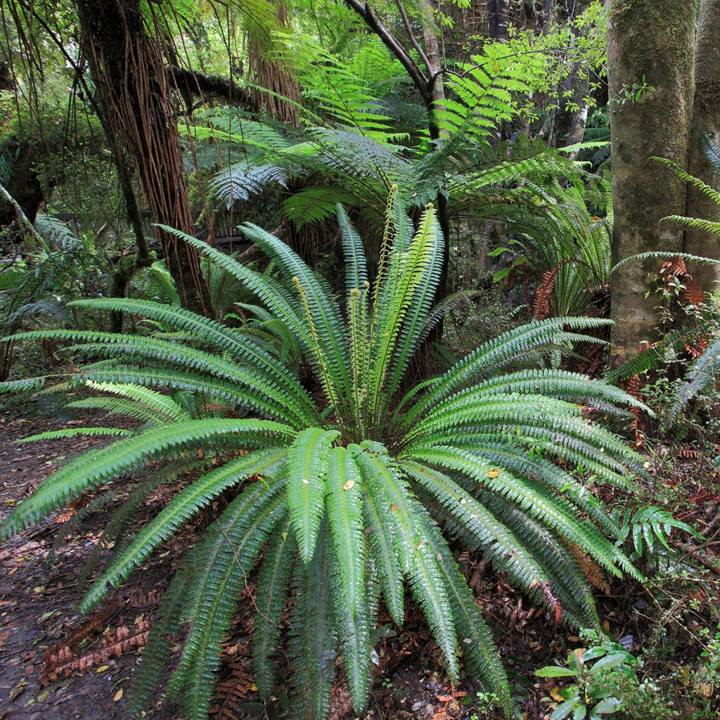 Blechnum discolor - Crown fern
