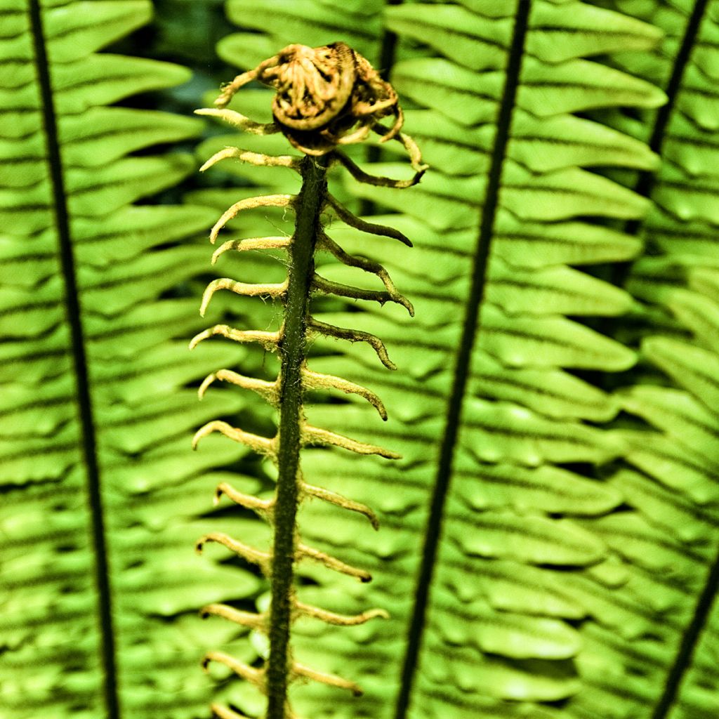 Blechnum discolor - Crown fern