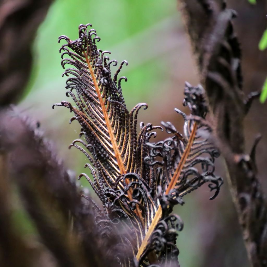 Blechnum discolor - Crown fern