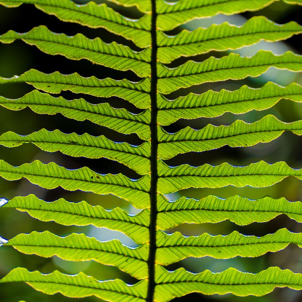 Blechnum discolor - Crown fern