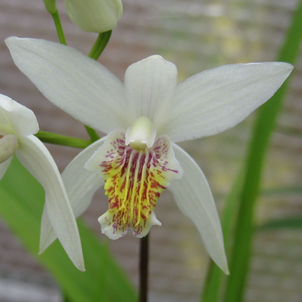 Bletilla striata alba - Chinese Ground Orchid