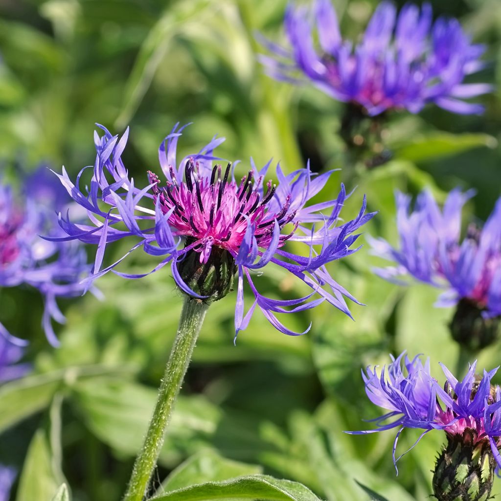 Centaurea montana