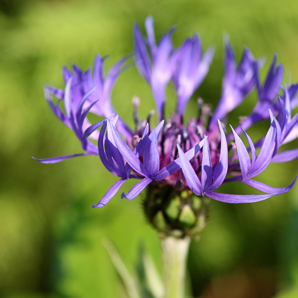 Centaurea montana
