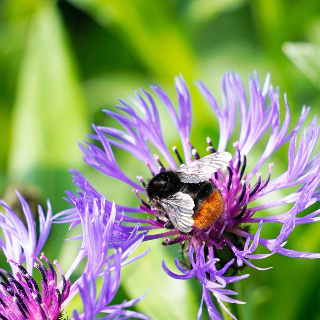 Centaurea montana