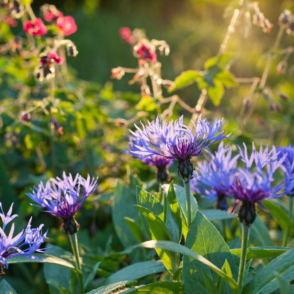 Centaurea montana