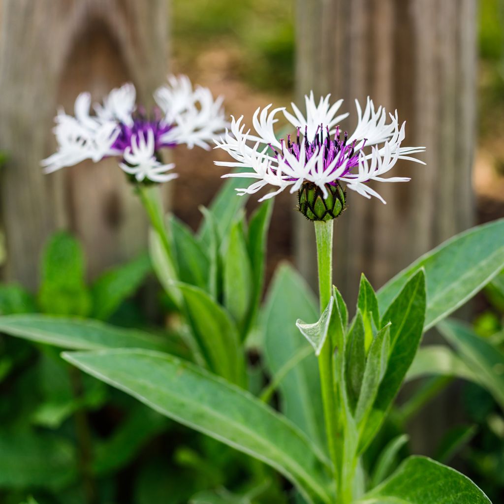 Centaurea montana Amethyst in Snow