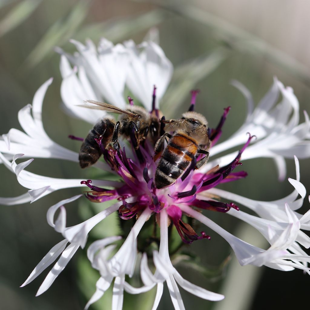 Centaurea montana Amethyst in Snow