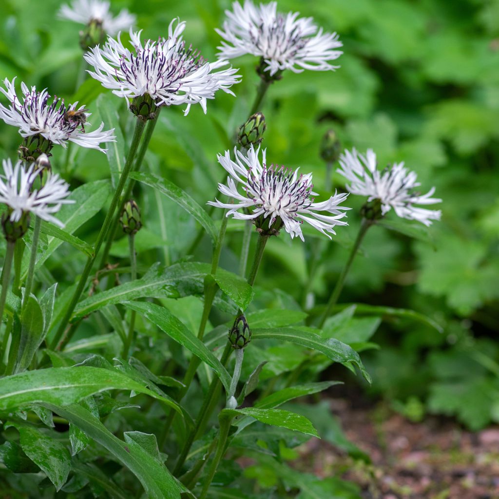 Centaurea montana Alba