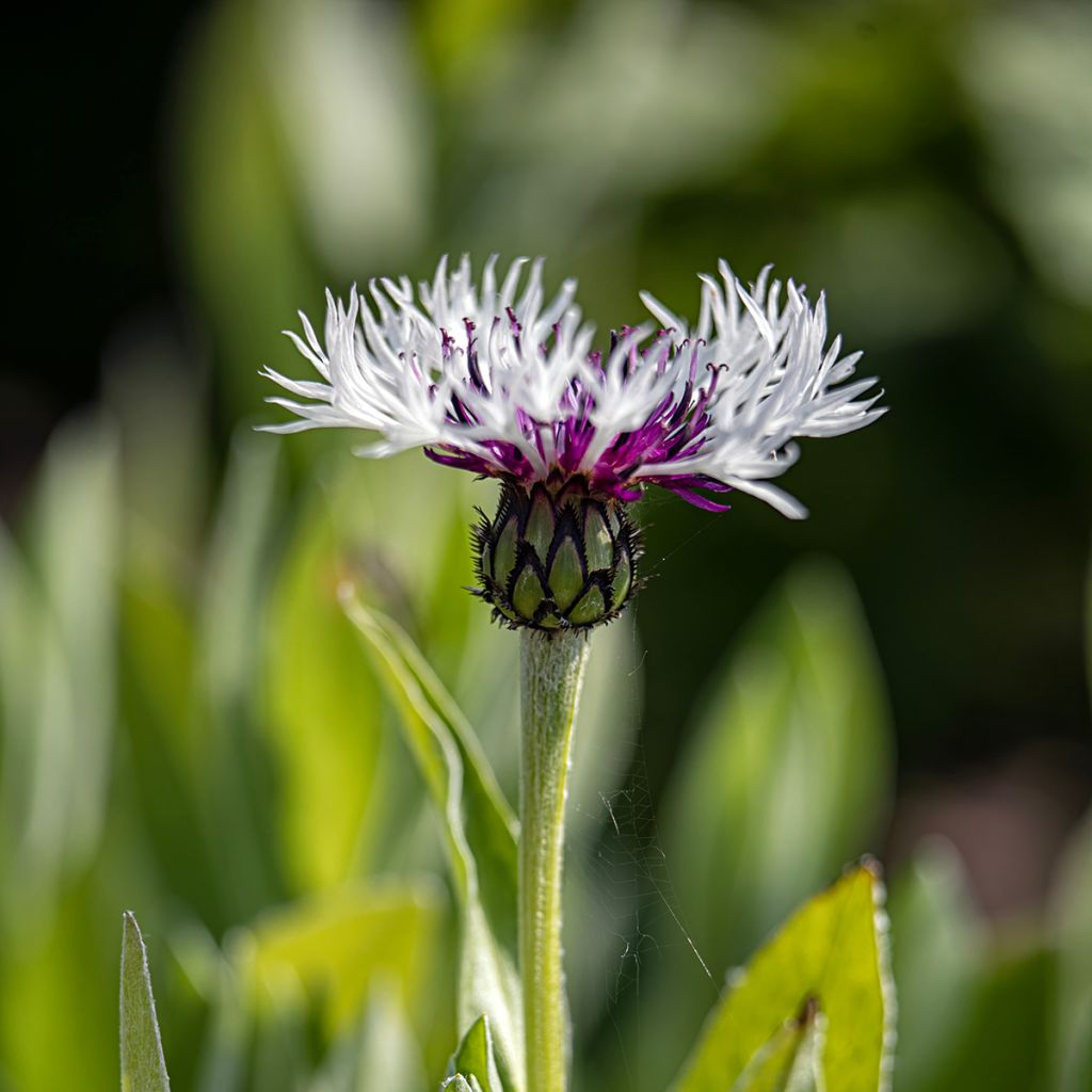 Centaurea montana Purple Heart