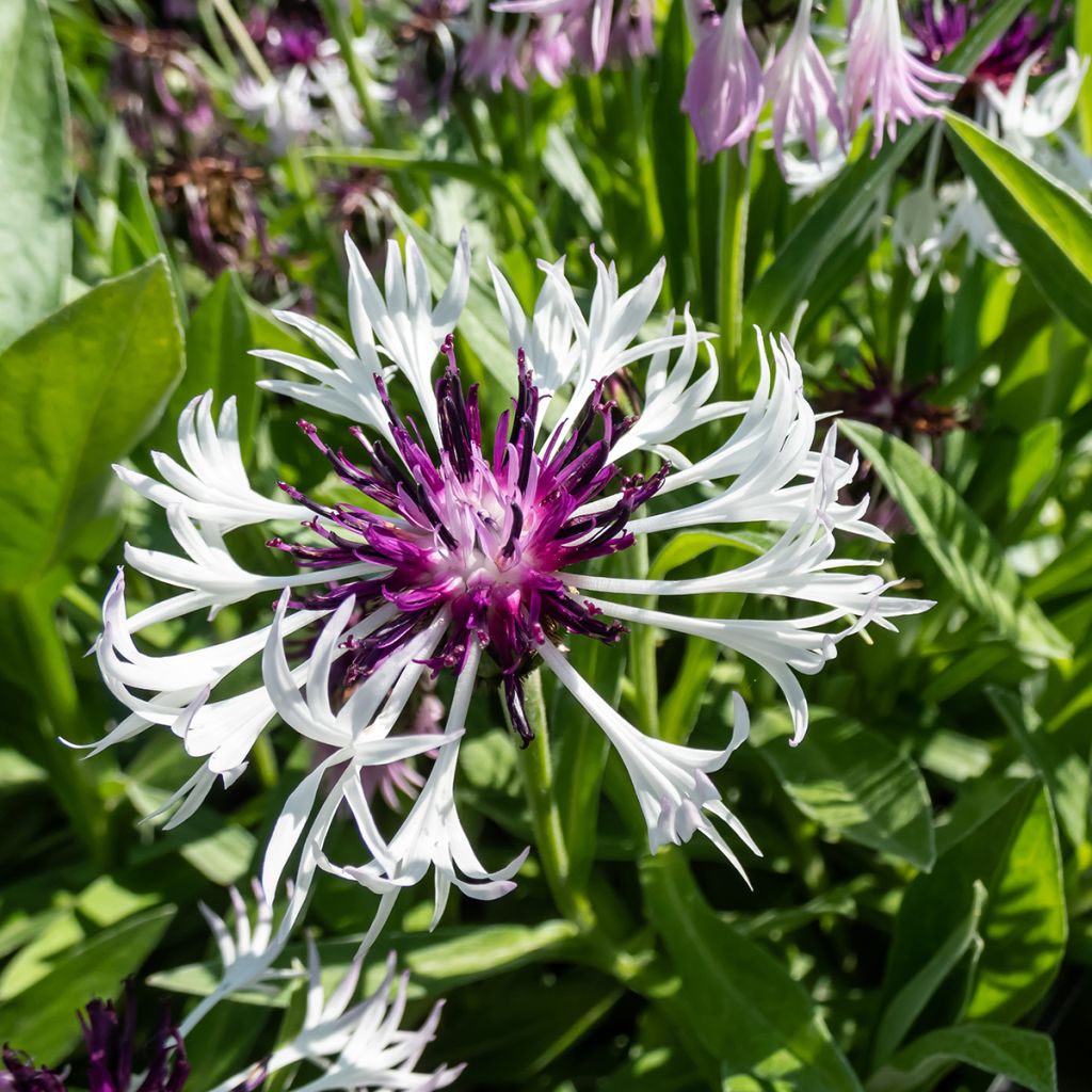 Centaurea montana Purple Heart