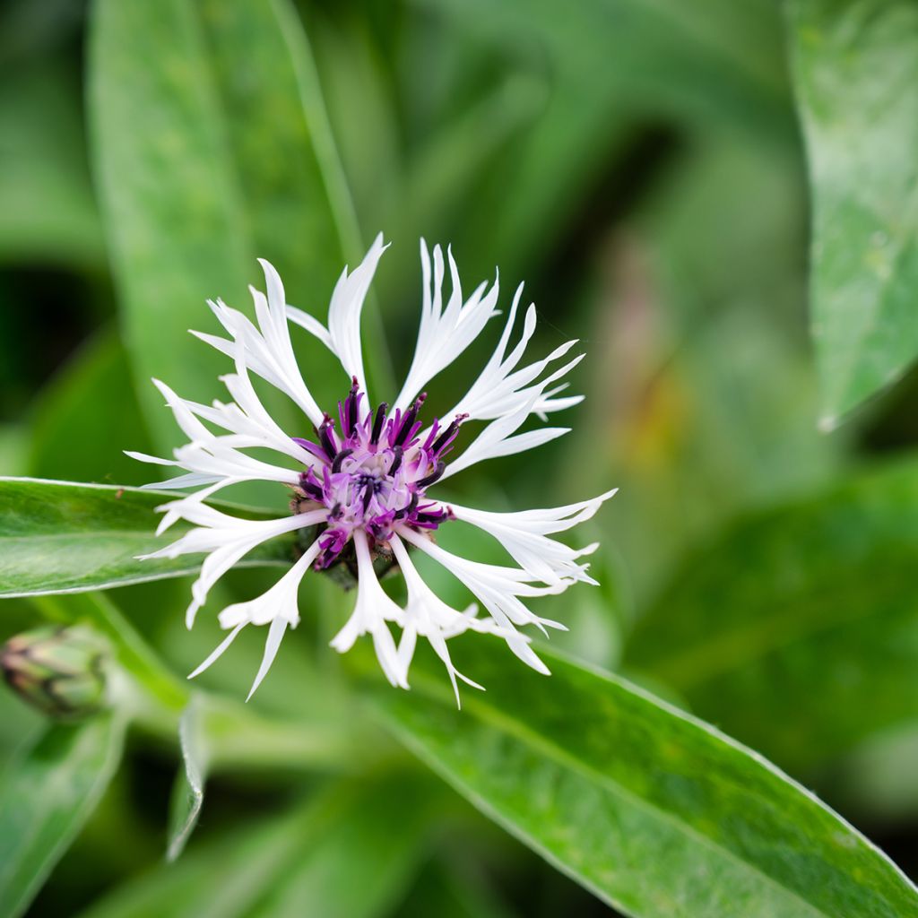 Centaurea montana Purple Heart