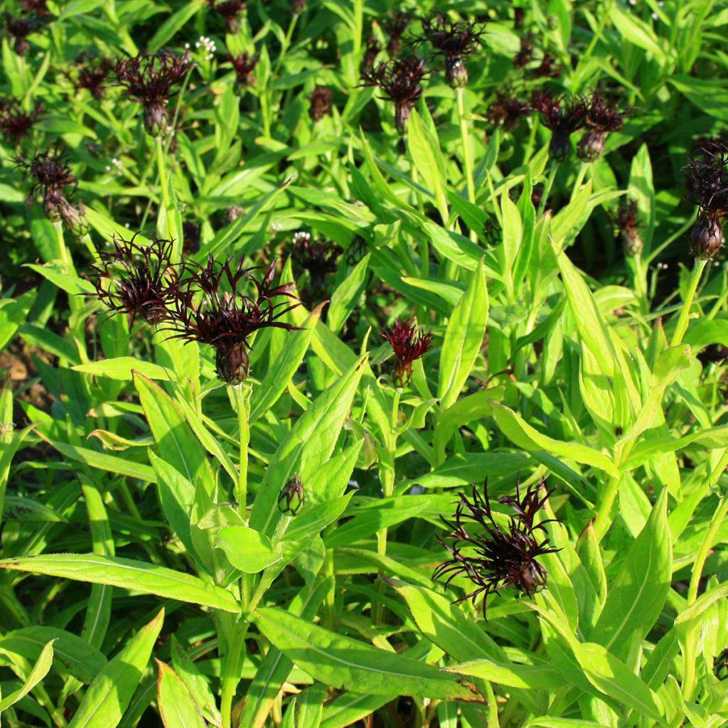 Centaurea montana Black Sprite