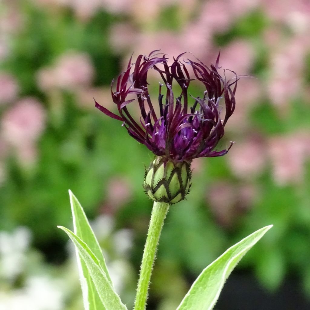 Centaurea montana Jordy