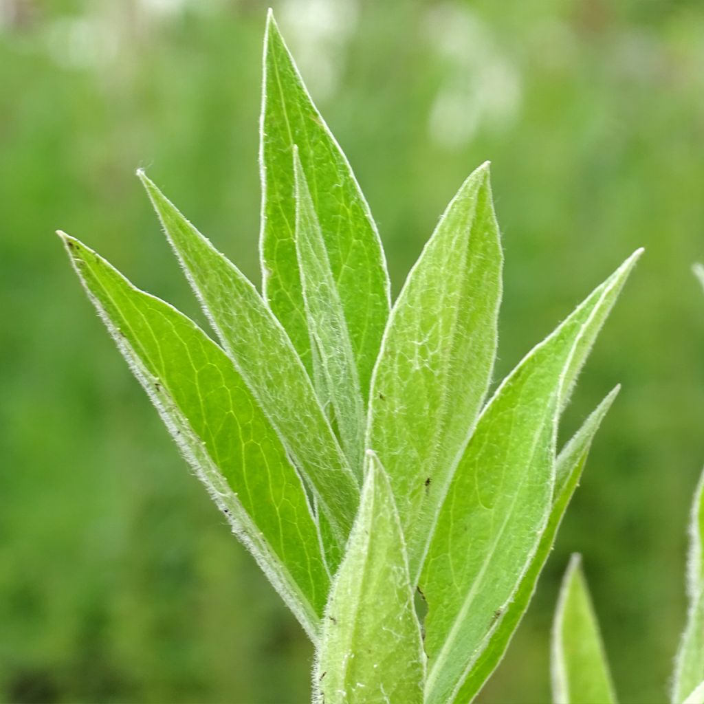 Centaurea montana Jordy