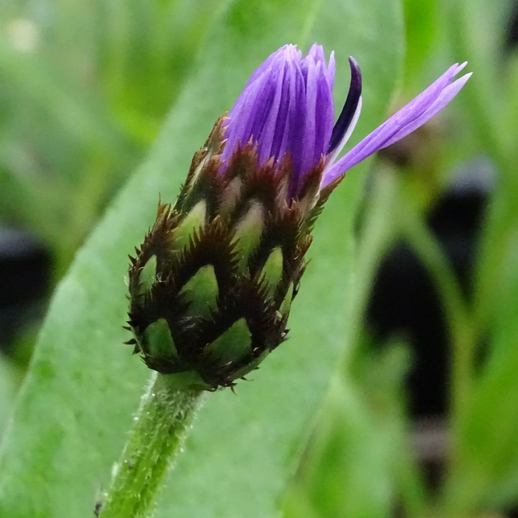 Centaurea montana Carnea