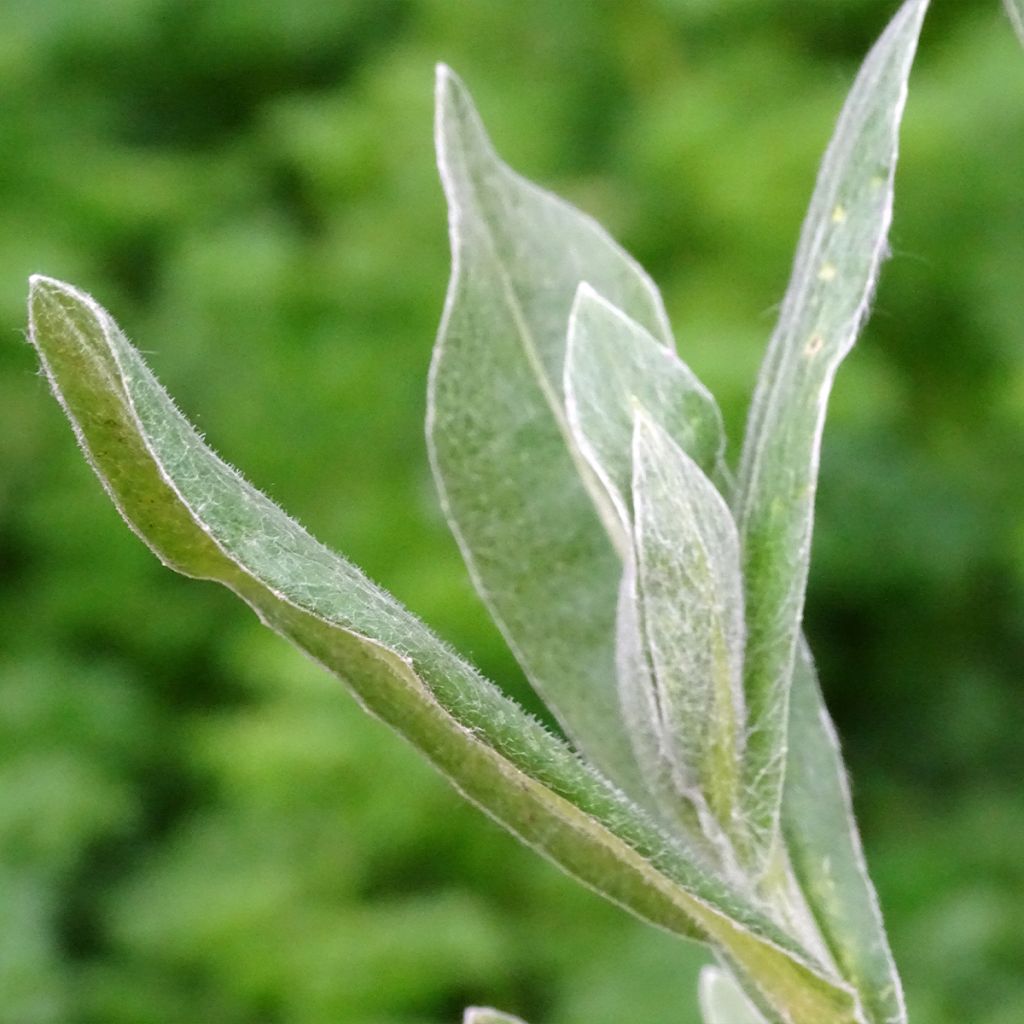 Centaurea montana Carnea