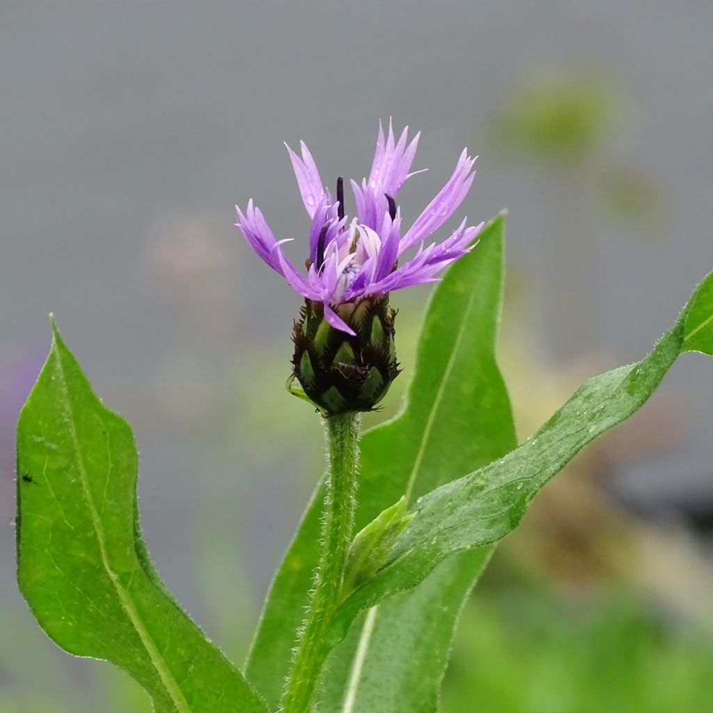 Centaurea montana Carnea
