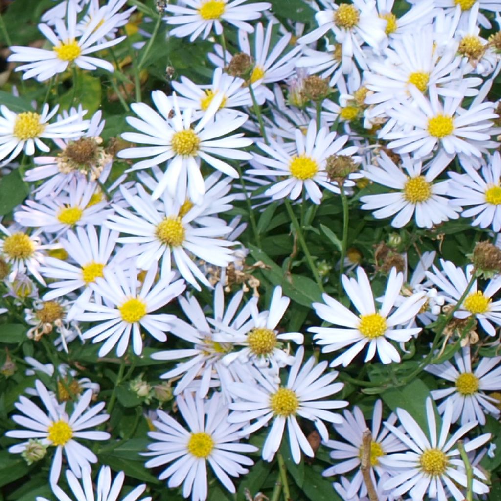 Boltonia asteroides Snowbank