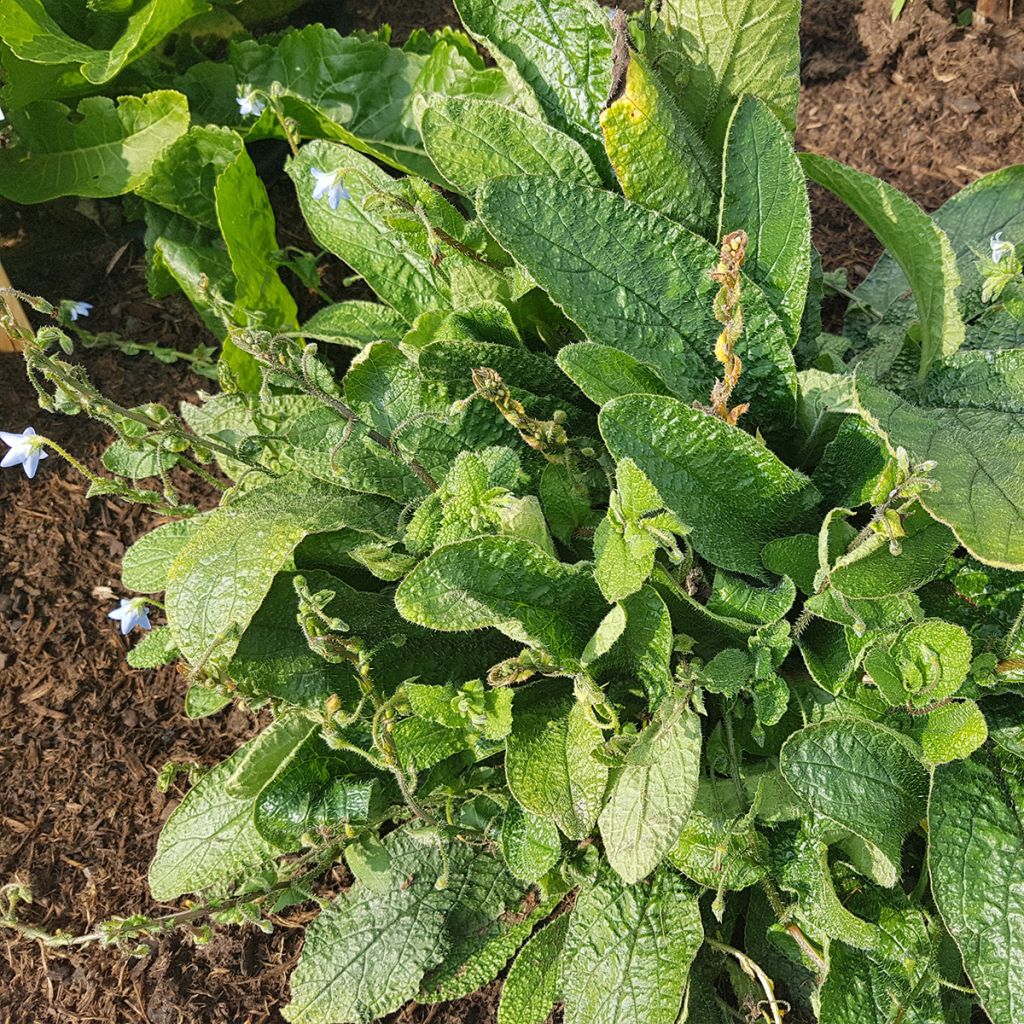 Borago pygmaea