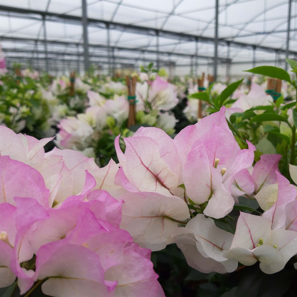 Bougainvillea spectabilis White Pink