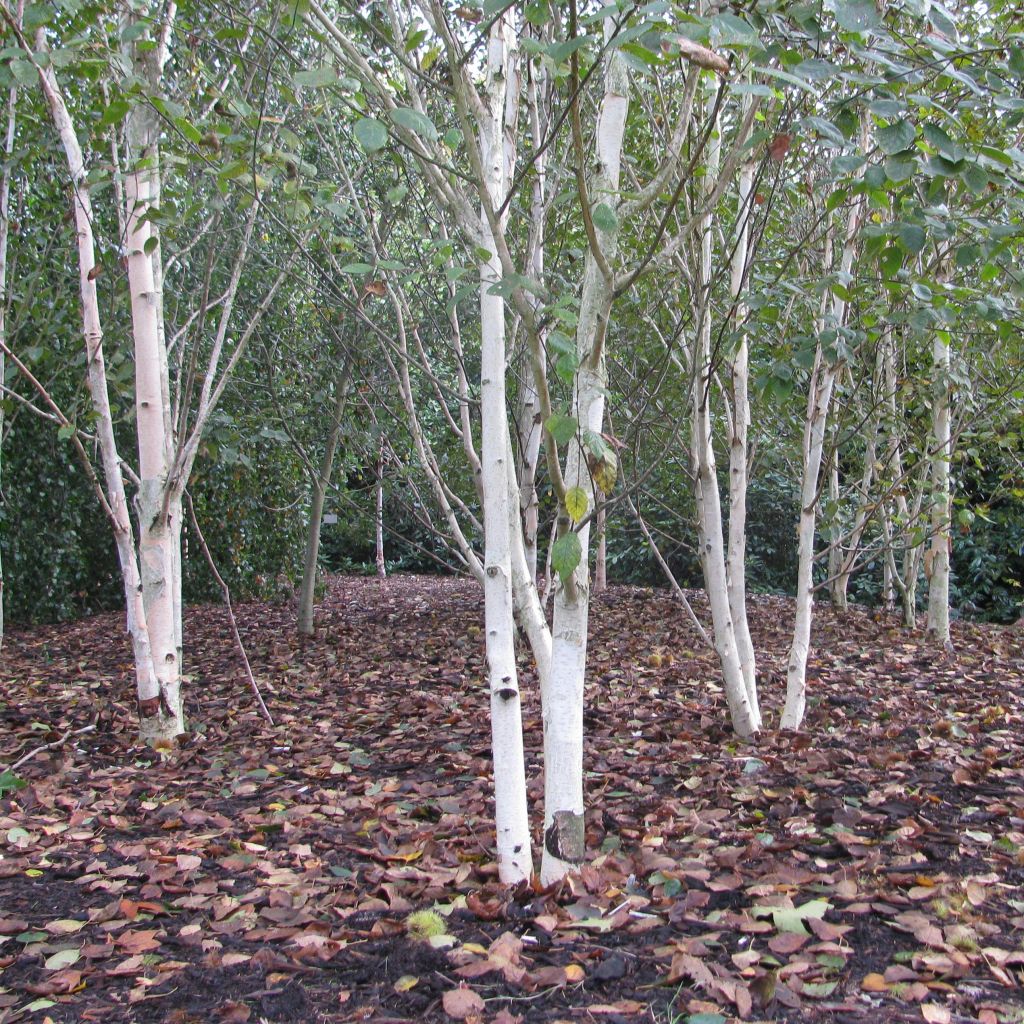 Betula utilis var. jacquemontii Doorenbos - Himalayan Birch