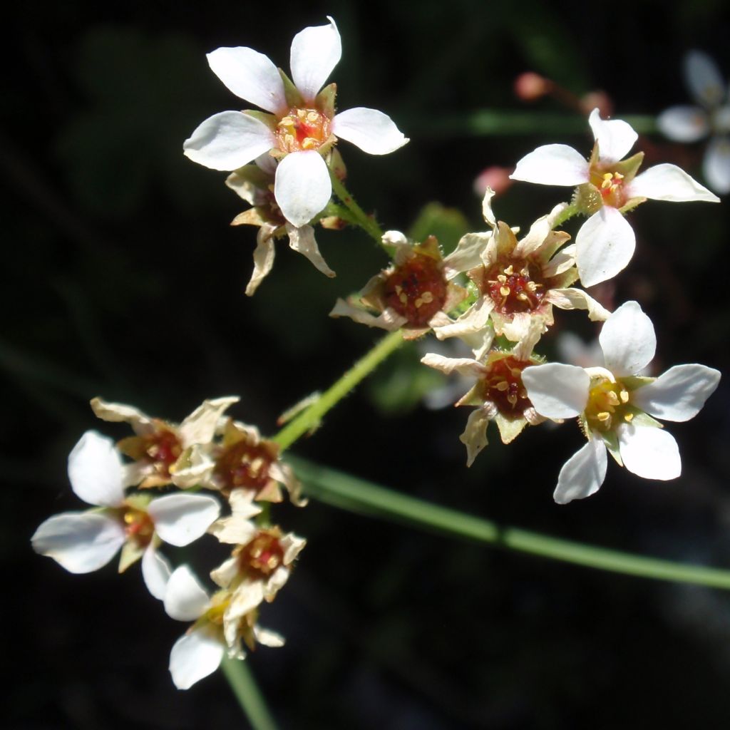 Boykinia major