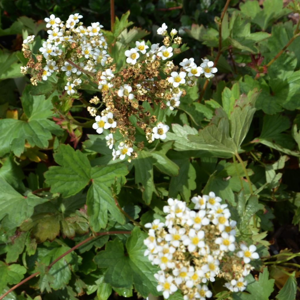 Boykinia major