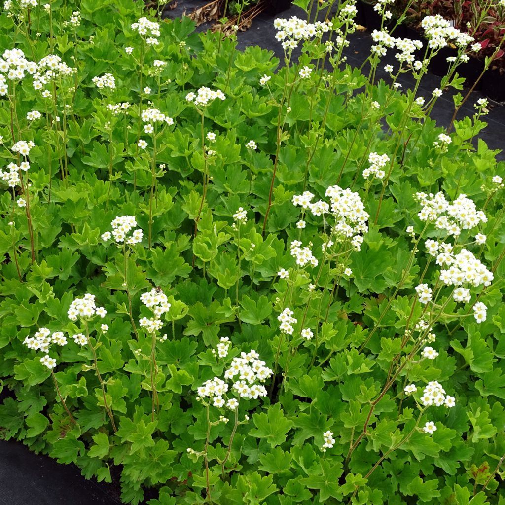 Boykinia major