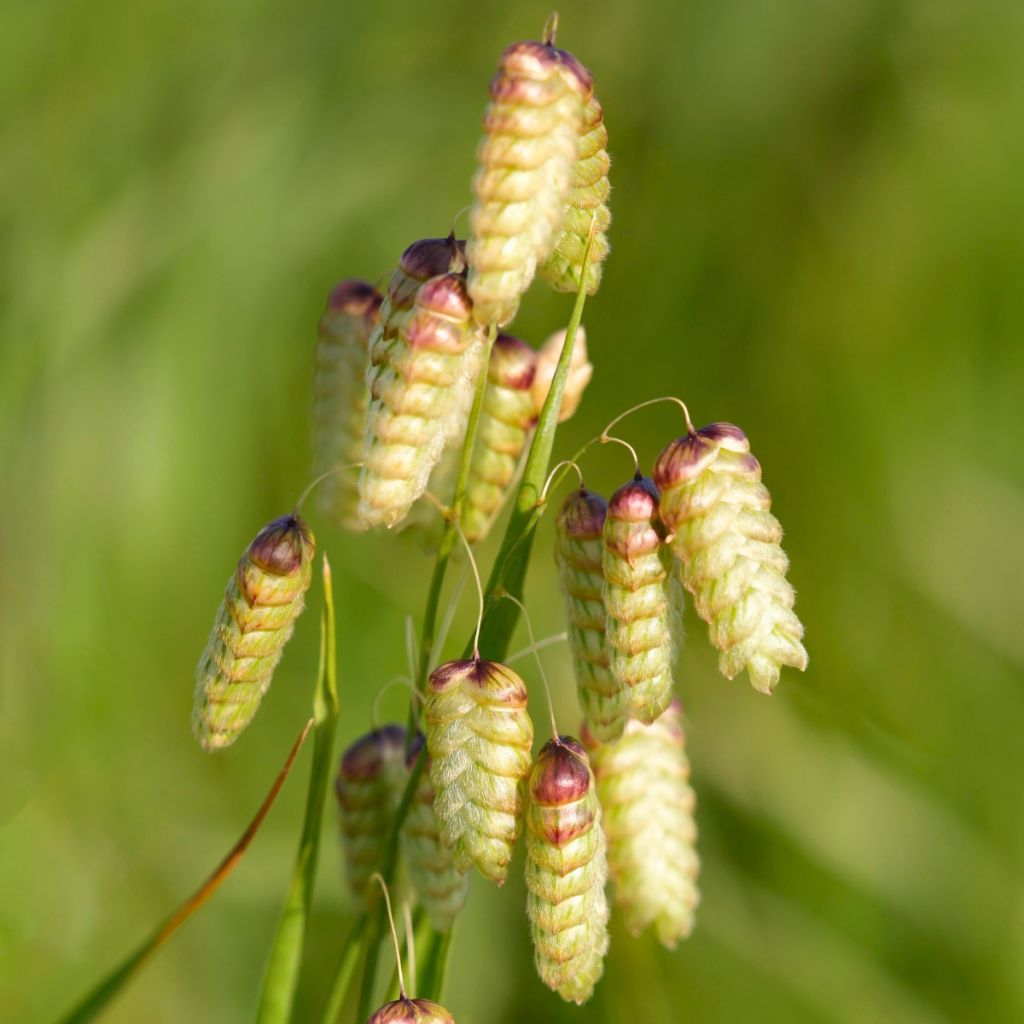 Briza maxima - Greater quaking grass