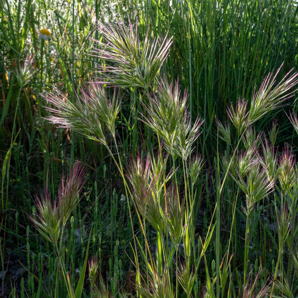 Bromus rubens seeds